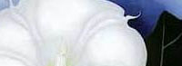 o'keeffe, jimson weeds