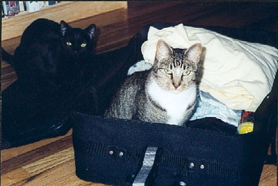 stowaways